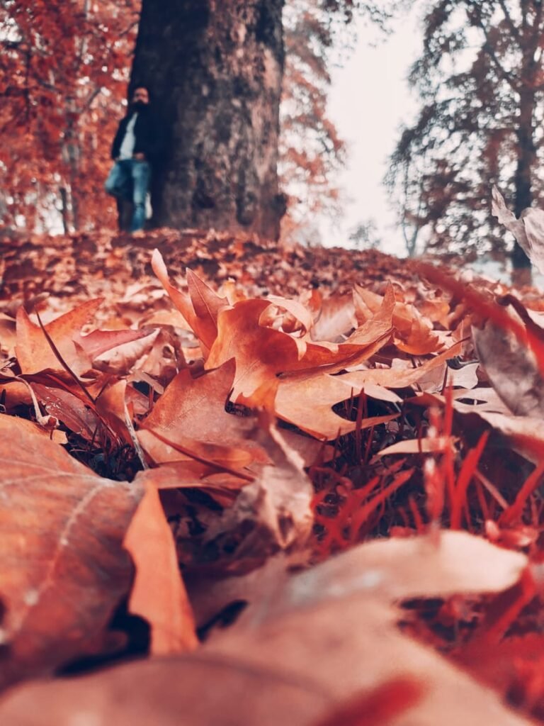 autumn in kashmir photography
