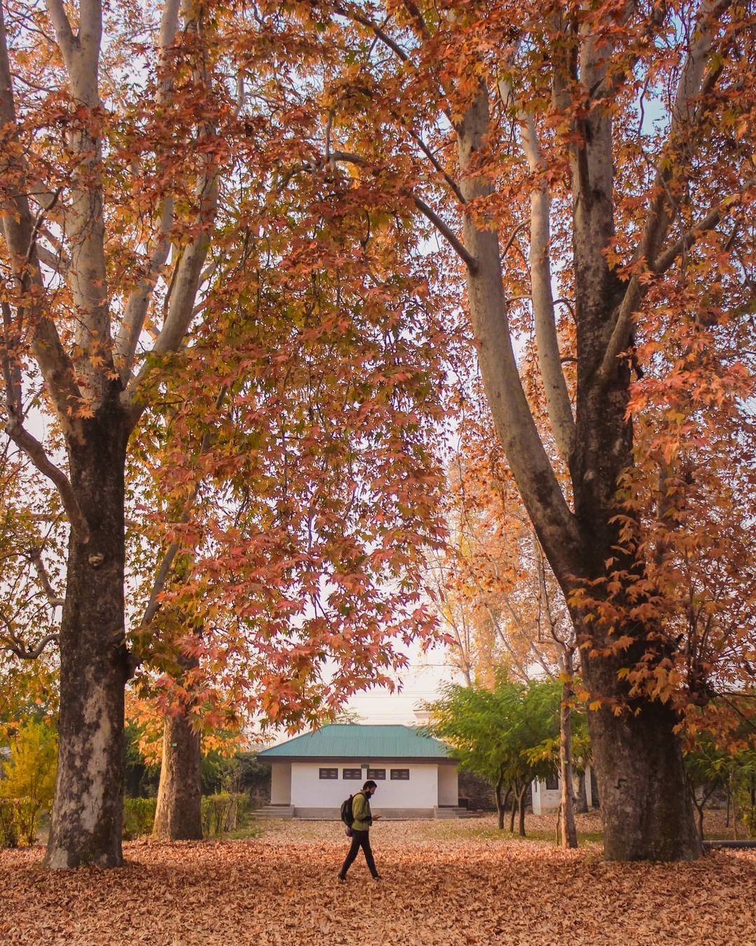 chinar kashmir